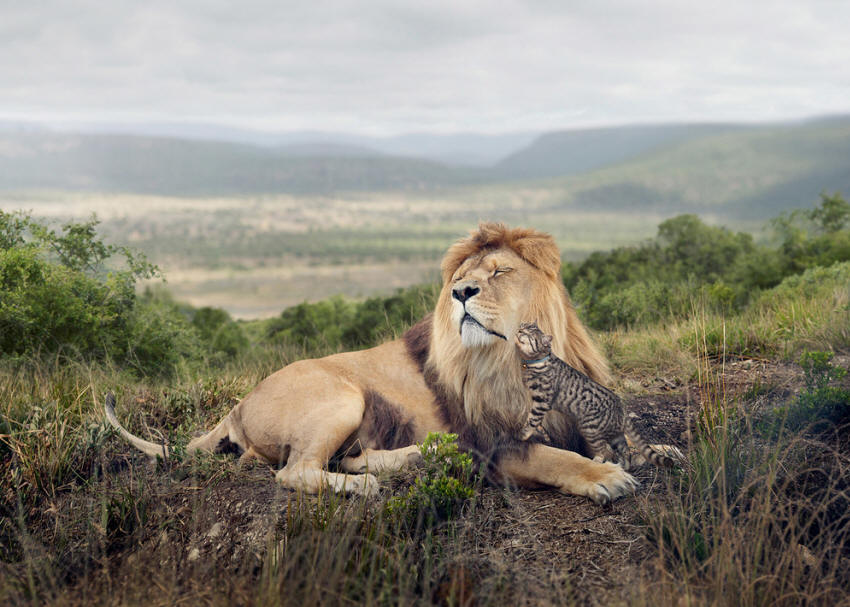 大貓‧小貓 Big cat, little cat 