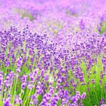 7月到9月夏季期間限定！關西5大花見名所，薰衣草、向日葵、大波斯菊賞花趣
