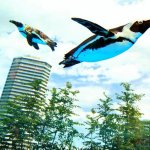 空中飛舞的企鵝？水族館全球首創展示超吸睛